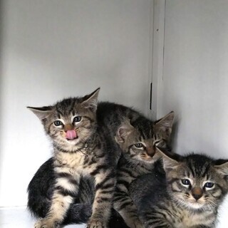 キジトラ、メス2.5カ月齢 キャンセル被害