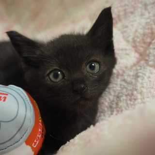 優しい性格黒猫里親募集です
