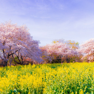 写真部員募集！  - その他