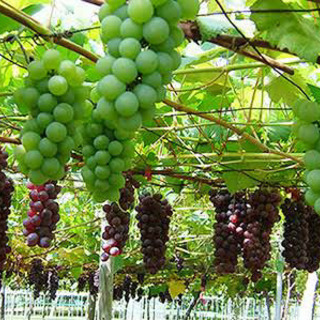 🎶🌈🍇ぶどう狩り行きたいなー🍇🌈✨