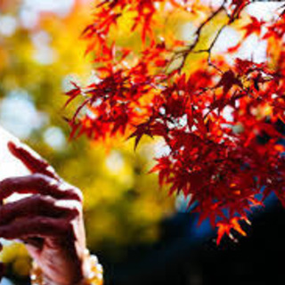🎶🌈🍁🍁紅葉狩り行きたい🍁🍁🌈✨