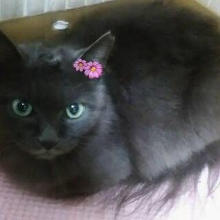 ゴージャスなグレー長毛ちゃん - 猫