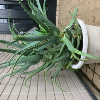 キダチアロエ鉢底から60～70cm　2苗鉢ごと