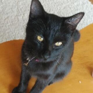 ●急募●約4ヶ月位甘えた黒猫☆メス☆助けて下さい