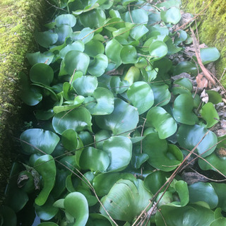 ☘️水草　ホテイソウ　