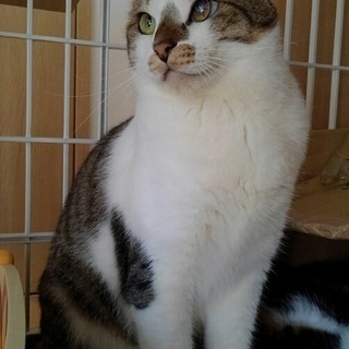 仲良しバディで里子に出ました1才半♂