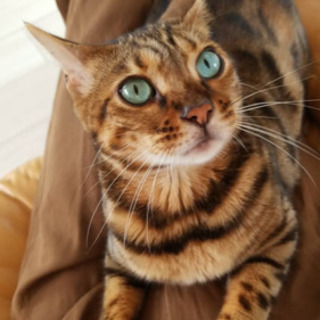2歳半ベンガルメス