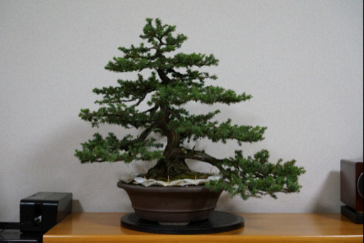 【盆栽】杜松 模様木 中品サイズ