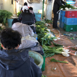 【短期】すぐきの皮むき、出荷作業