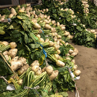 【短期】すぐきの皮むき、出荷作業の画像