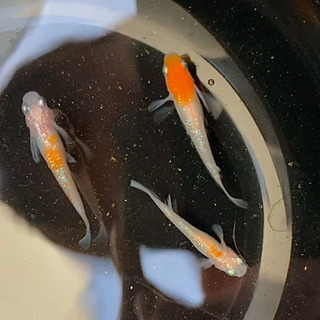 紅白ラメ　メダカ　無選別稚魚