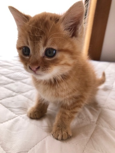 茶トラの生後3カ月(メス)☆10／27投稿の茶白オス子猫の兄妹です