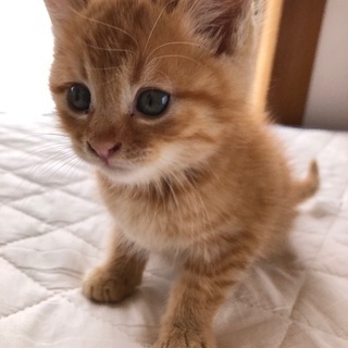 茶トラの生後3カ月(メス)☆10／27投稿の茶白オス子猫の兄妹です！