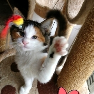 半長毛とっても可愛いゴロゴロ三毛ちゃん