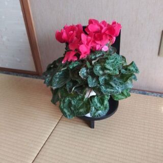 鉢置きの画像