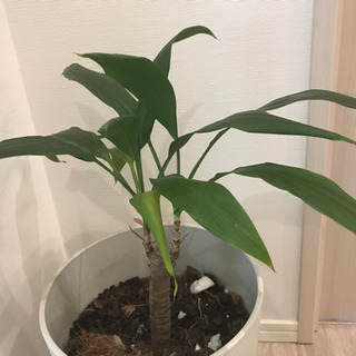 鉢付き観葉植物　インテリアプランツの画像