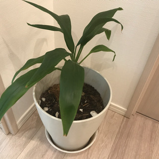 鉢付き観葉植物　インテリアプランツの画像