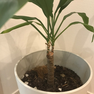 鉢付き観葉植物　インテリアプランツの画像