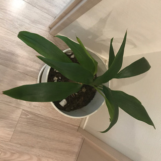 鉢付き観葉植物　インテリアプランツの画像