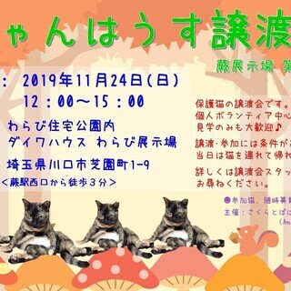 にゃんはうす譲渡会★川口/蕨