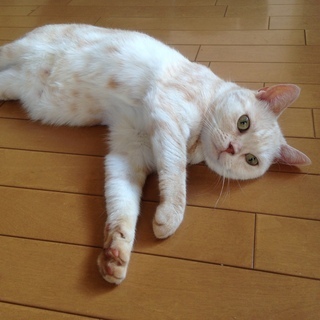 アメショ：クリームタビー：雄   ※里親募集