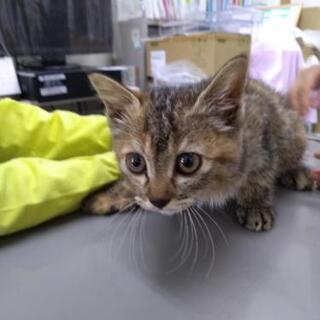 保護猫　性格◎　新品ゲージお渡しします。