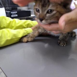 保護猫　性格◎　新品ゲージお渡しします。 - 諫早市