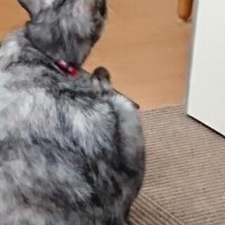 グレーのサビ猫 - 猫