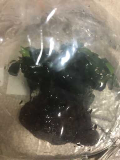超希少なベタ1匹+高級水草大株4種　写真のものすべて！バラで出品中のよりも更にお得に！