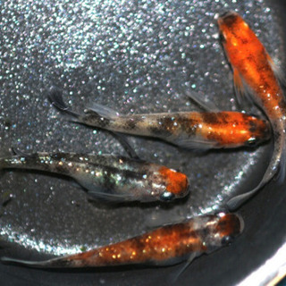 三色ラメめだか稚魚10匹の画像