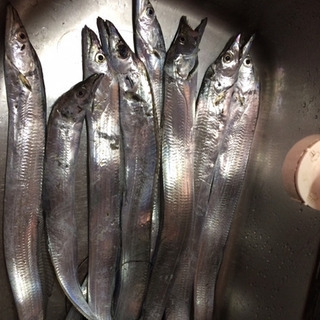釣り友達★陸、船釣り、釣り堀
