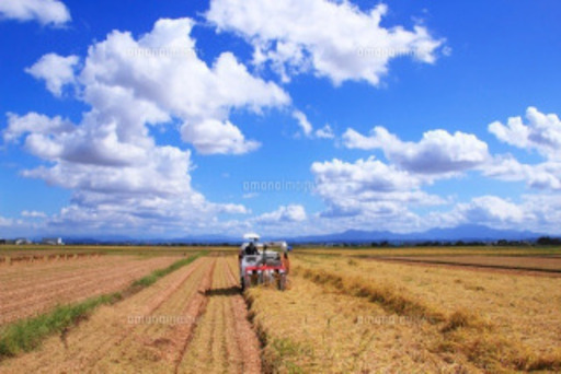 栃木コシヒカリ玄米　30キロ　8000