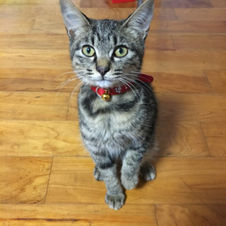 かなり人懐っこいメス猫です