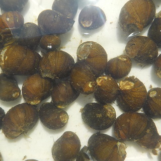 石巻貝 10匹～100匹＋α水槽のコケ取り掃除屋です メダカ タニシ めだか 金魚 水草の画像
