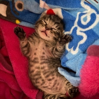 里親さん決まりました！ありがとうございました。
