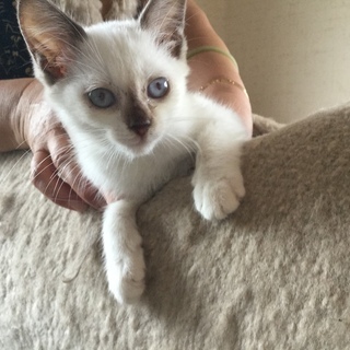 猫も人も大好きな子猫ちゃん