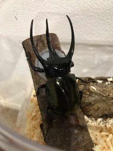 コーカサスオオカブト  幼虫  3令  オス
