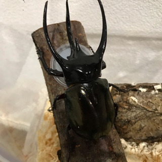 コーカサスオオカブト  幼虫  3令  オス