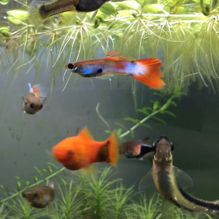 グッピー♂♀6匹