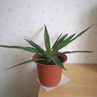 (お取引中)観葉植物　ユッカ（青年の木）