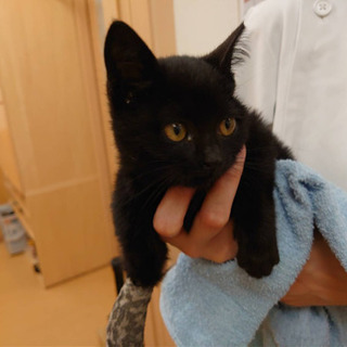 可愛い黒猫ちゃん