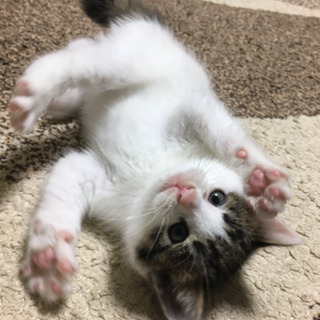 商談中 生後2ヶ月 メス猫  里親募集！