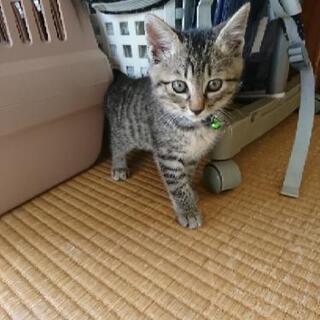 ちょこちょこ可愛いキジトラ男子です‼️