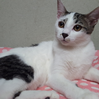 3姉妹 白キジ 女の子 里親さん募集 立川