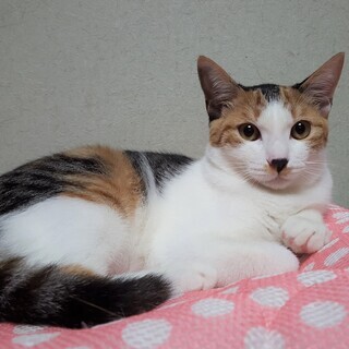 3姉妹 三毛 女の子 里親さん募集 立川