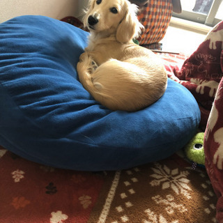 犬友募集♡♡
