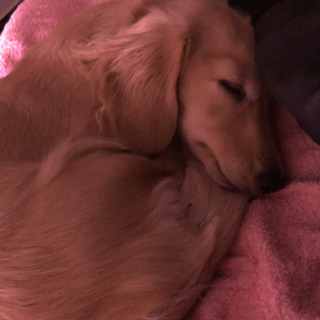 犬友募集♡♡ - 友達