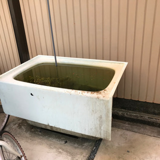 メダカ飼育　　廃棄風呂桶　