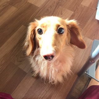 ただいま交渉中！ミニチュアダックス2匹里親募集！ - 犬