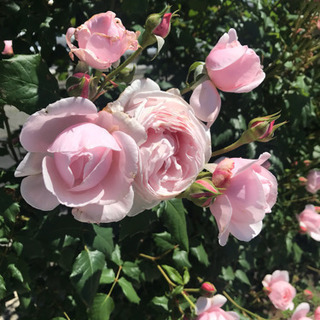 ナエマ デルバール バラ 薔薇 苗の画像